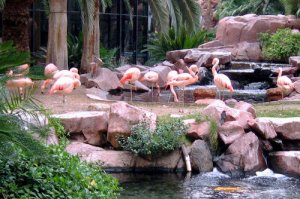 flamingo-hotel-flamingos